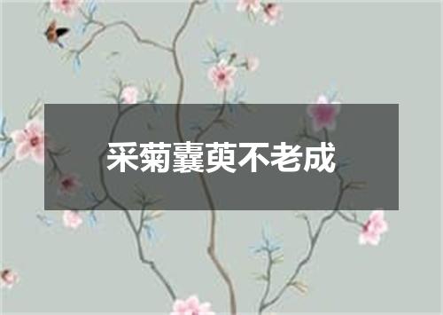 采菊囊萸不老成