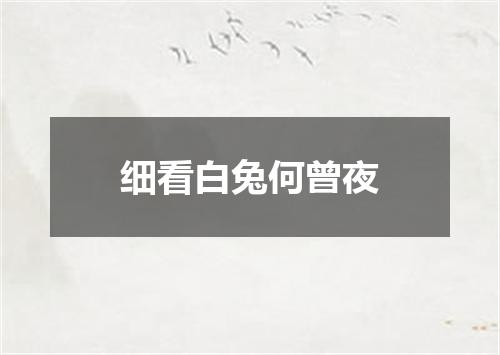 细看白兔何曾夜