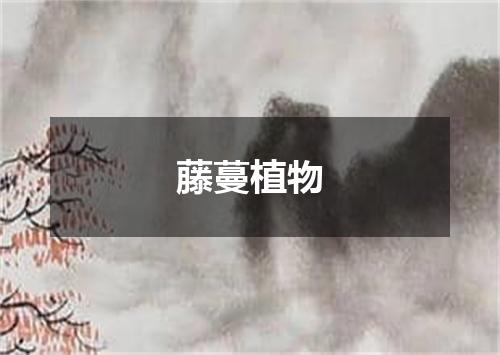 藤蔓植物