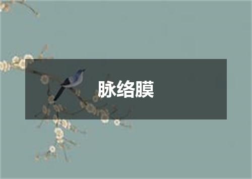 脉络膜