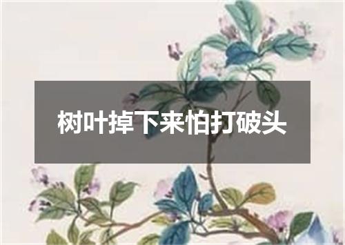 树叶掉下来怕打破头