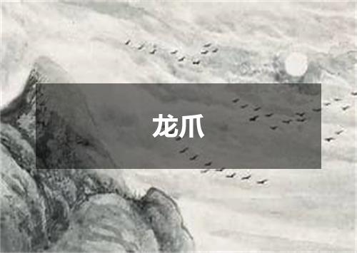 龙爪