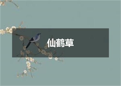 仙鹤草
