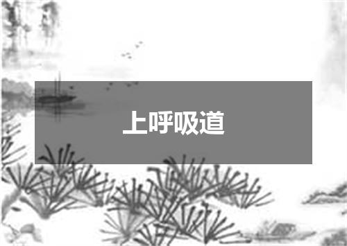 上呼吸道