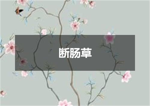 断肠草