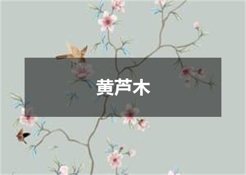 黄芦木