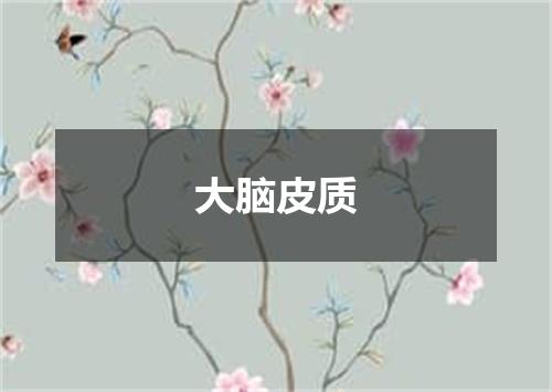 大脑皮质