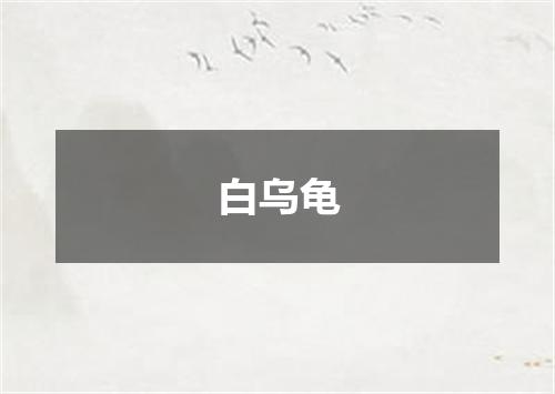 白乌龟