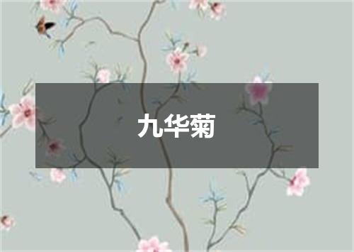 九华菊