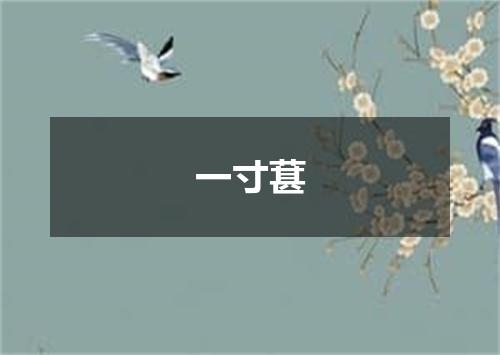 一寸葚
