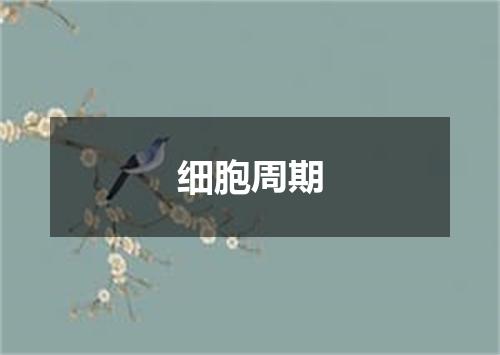细胞周期