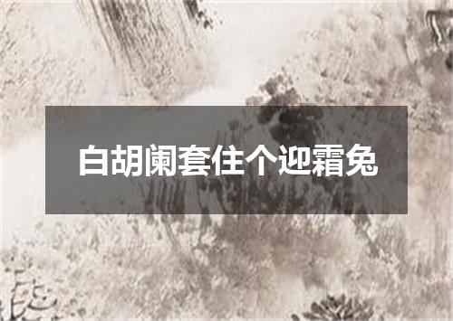 白胡阑套住个迎霜兔