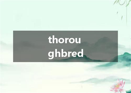 thoroughbred是什么意思