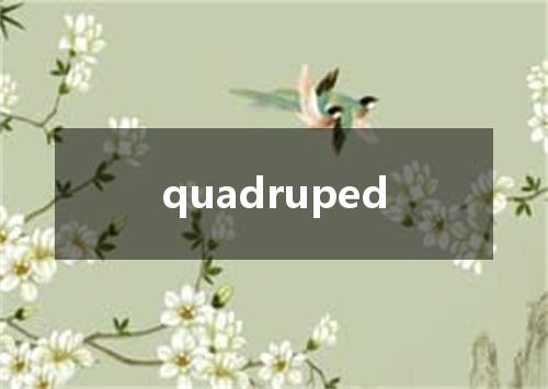 quadruped是什么意思