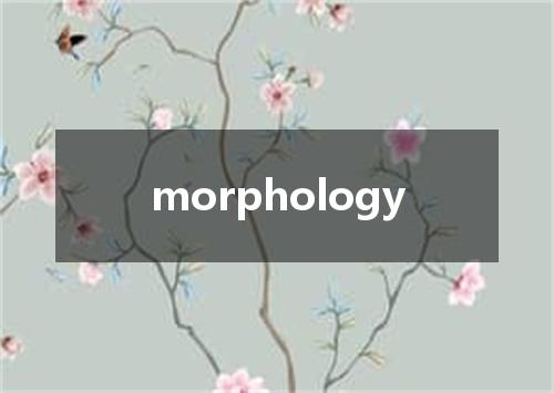 morphology是什么意思