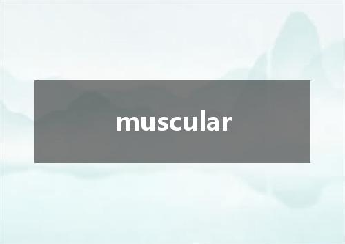 muscular是什么意思