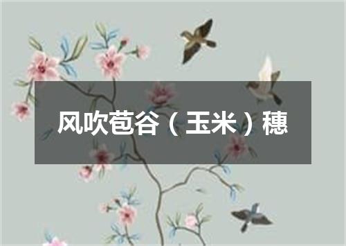风吹苞谷（玉米）穗