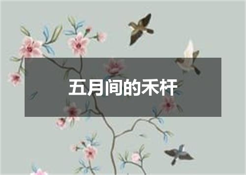 五月间的禾杆
