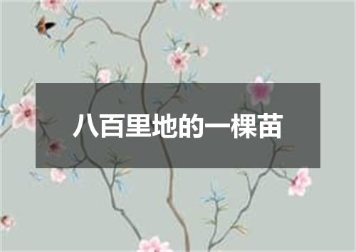 八百里地的一棵苗