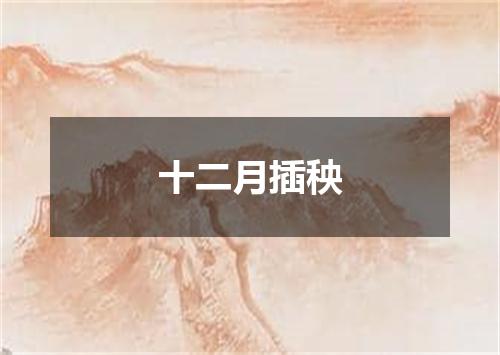 十二月插秧