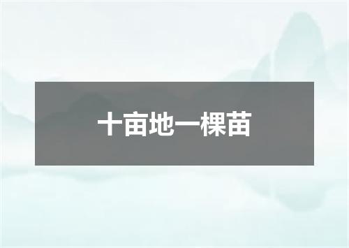 十亩地一棵苗