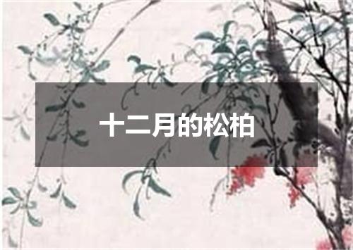 十二月的松柏