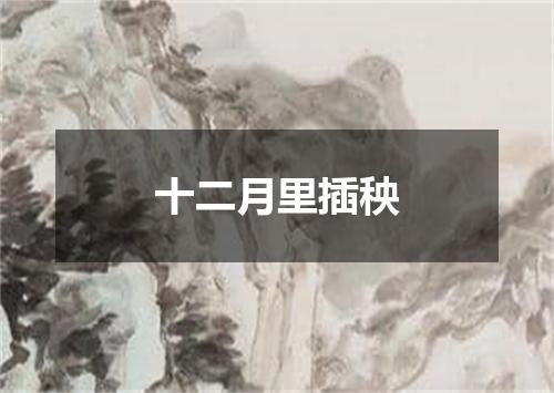 十二月里插秧