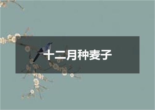 十二月种麦子