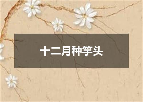 十二月种竽头