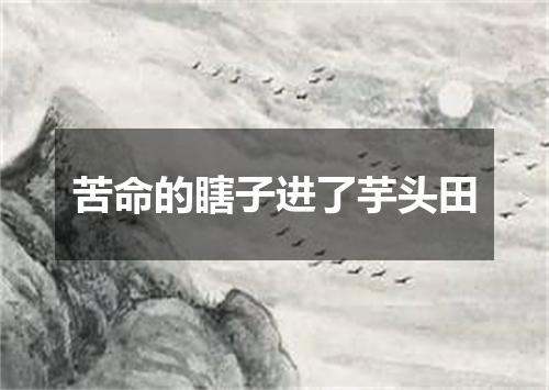苦命的瞎子进了芋头田