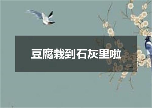 豆腐栽到石灰里啦