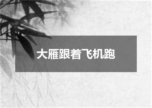大雁跟着飞机跑