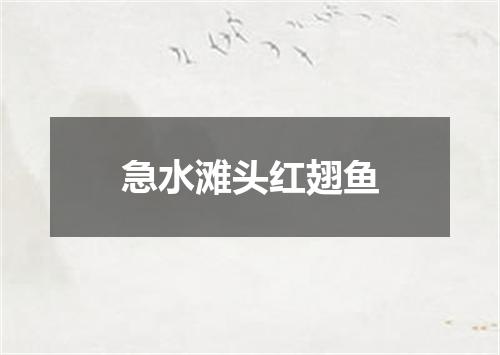 急水滩头红翅鱼