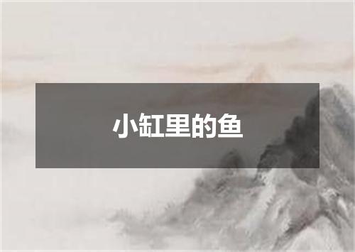 小缸里的鱼