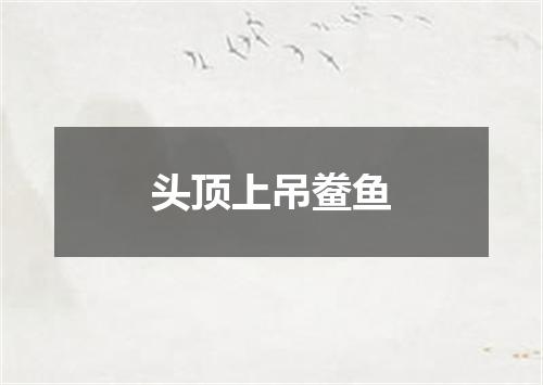 头顶上吊鲞鱼