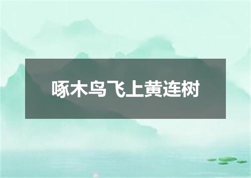啄木鸟飞上黄连树