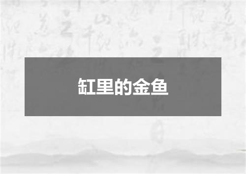 缸里的金鱼