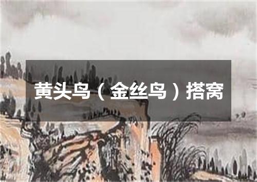 黄头鸟（金丝鸟）搭窝