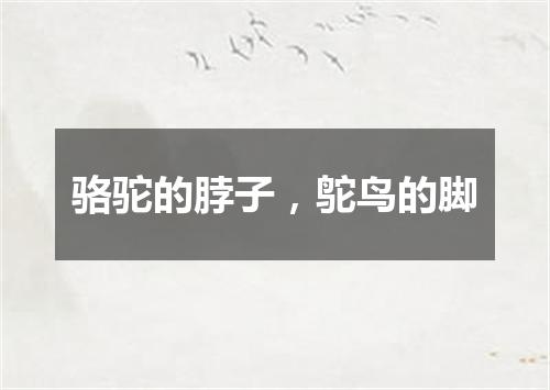 骆驼的脖子，鸵鸟的脚