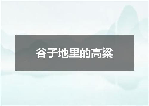 谷子地里的高粱