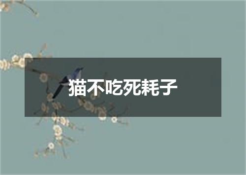 猫不吃死耗子