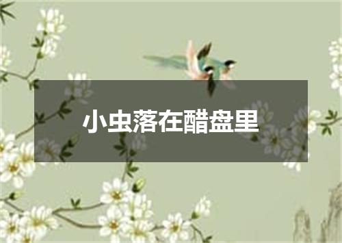 小虫落在醋盘里