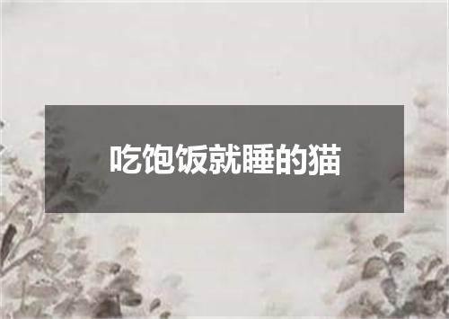 吃饱饭就睡的猫