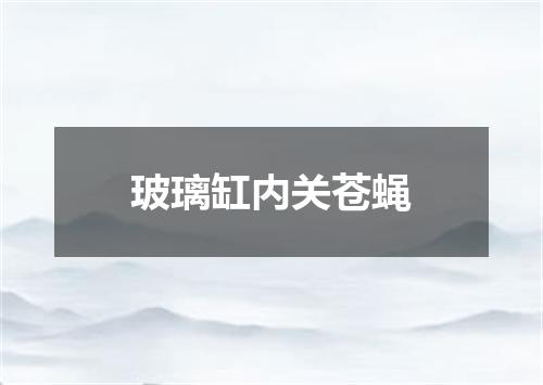 玻璃缸内关苍蝇
