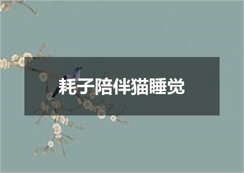 耗子陪伴猫睡觉