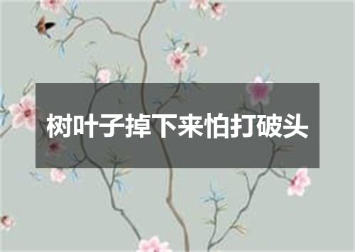 树叶子掉下来怕打破头