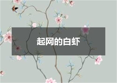 起网的白虾