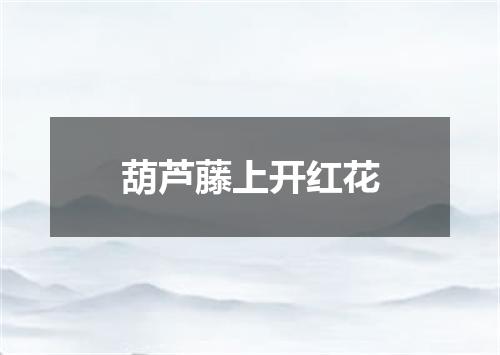 葫芦藤上开红花
