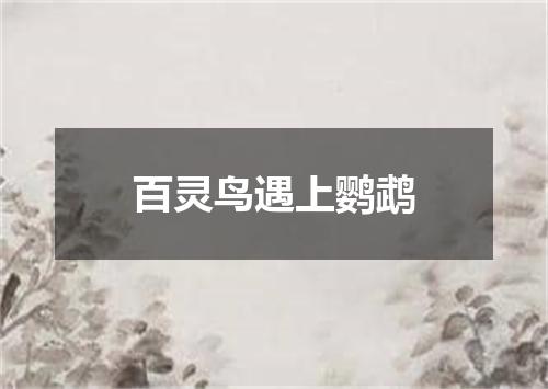 百灵鸟遇上鹦鹉