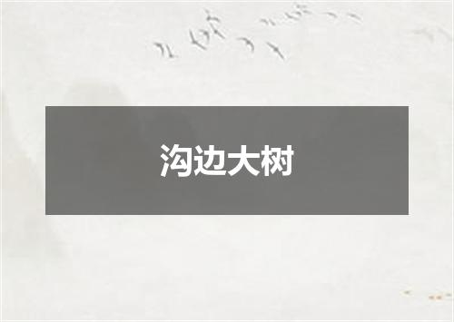 沟边大树